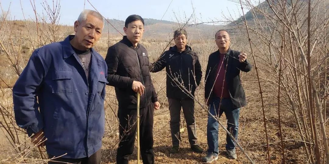 连翘树的管理技术