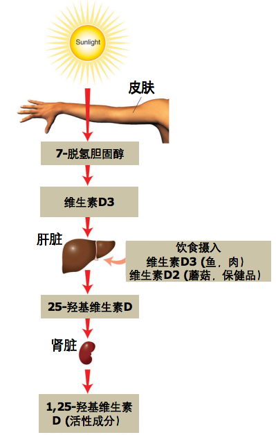 维生素d和钙维生素d低到底要不要补钙