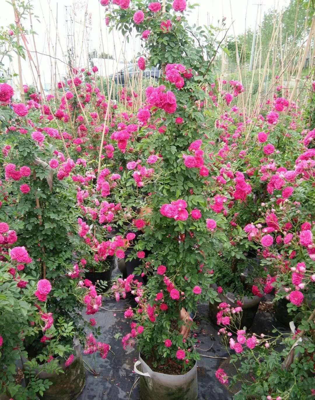 20㎡的小露台,圆了我的花园梦,每日下班回家侍弄花草,舒服啊