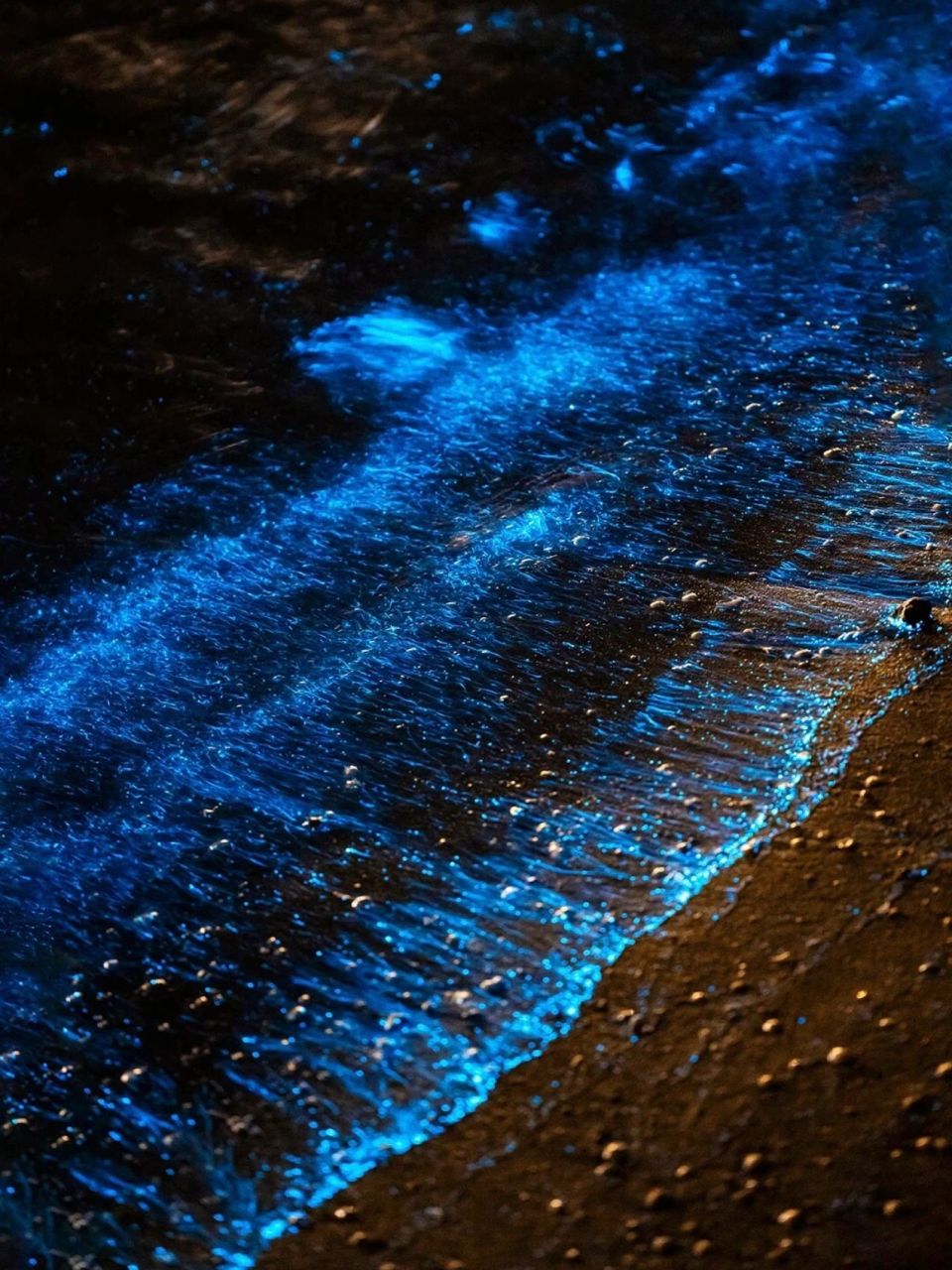 福建宁德-霞浦三沙-大京沙滩-蓝眼泪 蓝眼泪:是一种会发蓝色荧光的海