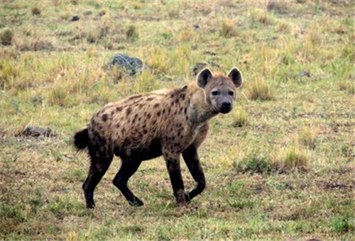 沙犷生活在距今有七百万年以前的上新世哺乳动物,它的脑袋和身体都很