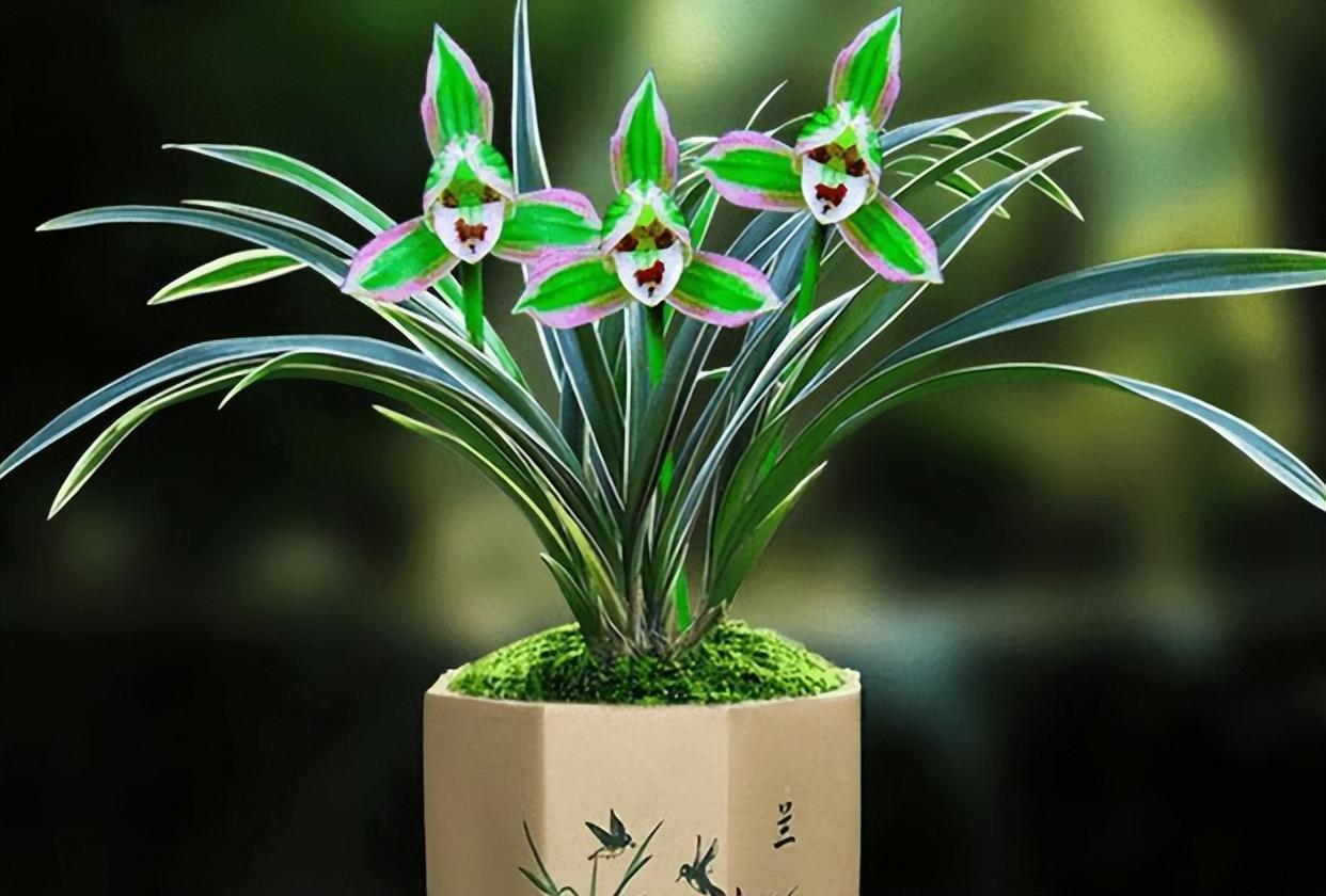 帝王妃兰花——花开双色,养护简单