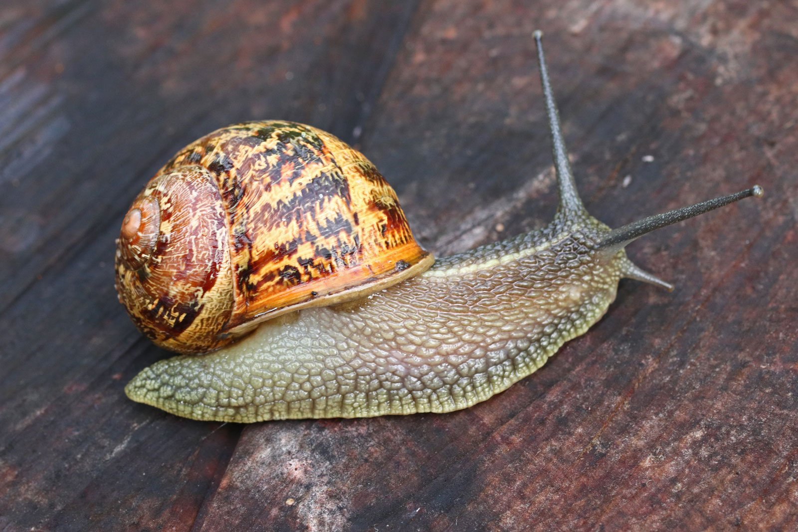 巴西大蜗牛图片