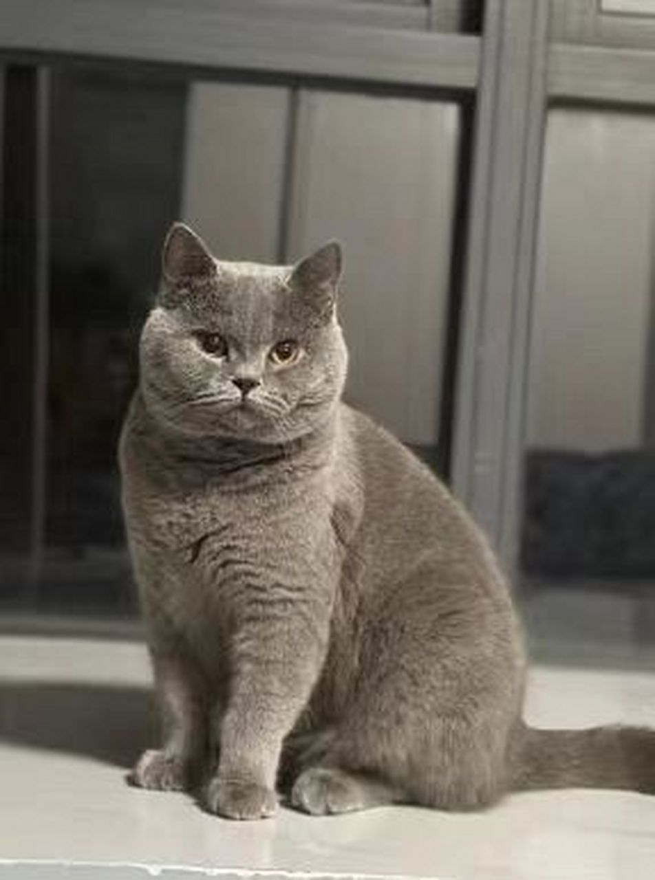 95关于英短蓝猫 93全名:英国蓝色短毛猫 93老家:英国 93特点