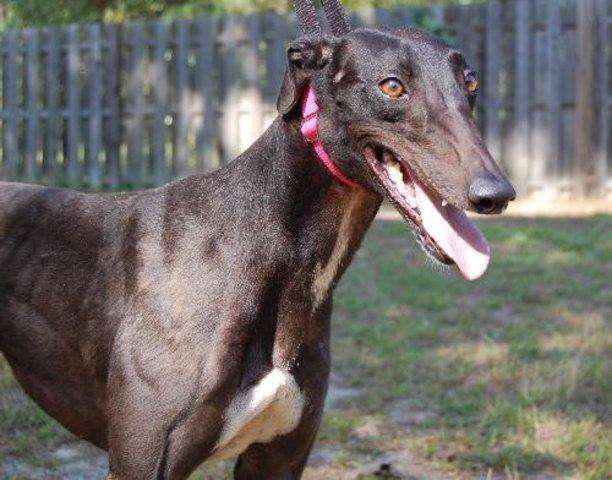 华夏名狗——"细犬",真正的"哮天犬",养过都不想换狗!