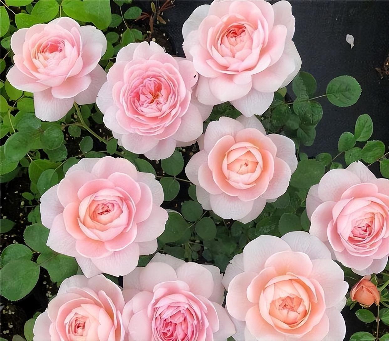 月季花界的女神——瑞典女王,仿佛像仙女一样,优雅美丽