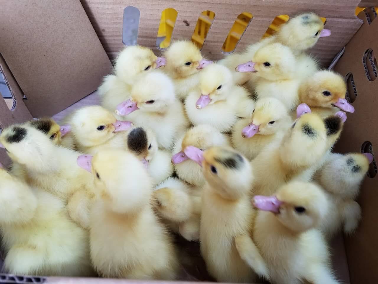 鸭苗长不大怎么办?养鸭人赶快收藏学习!