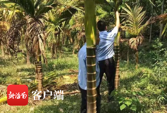 海南屯昌1300棵槟榔树被注射柴油枯死 2名嫌犯被刑拘