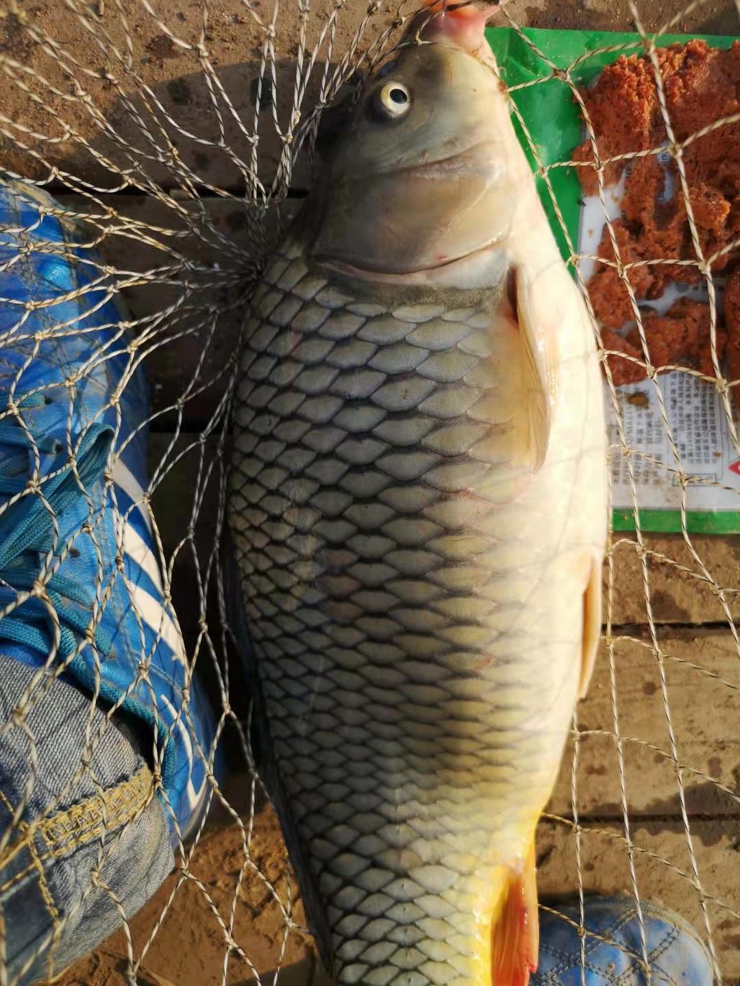 秋季野钓鲤鱼攻略,活跃度高吃口狂,新手也能狂拉