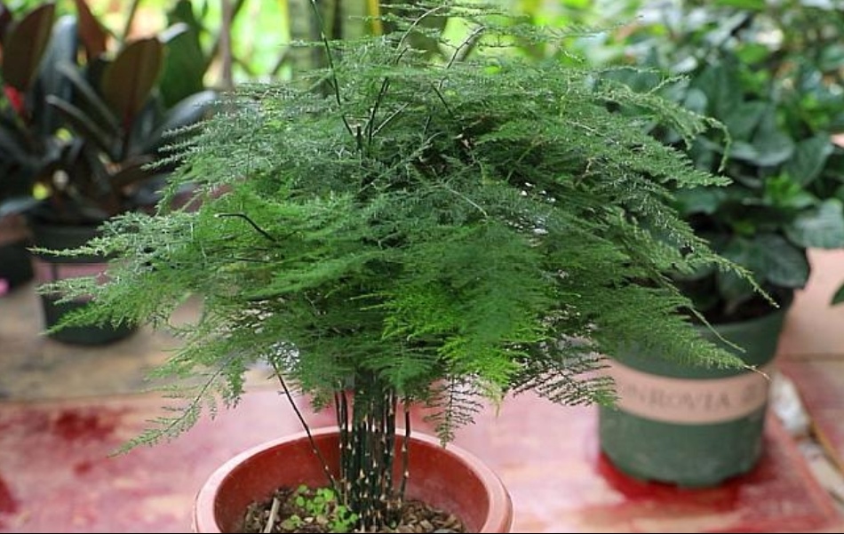 文竹养出好姿态4个要点别忽视长得茂盛株型美观