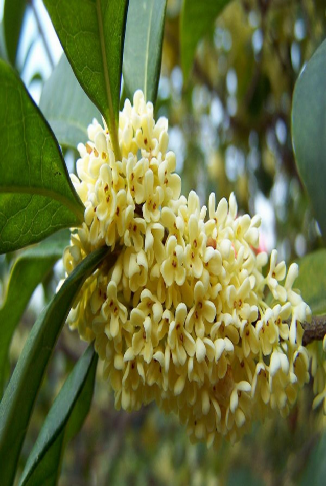 人闲桂花落,羌城满桂香