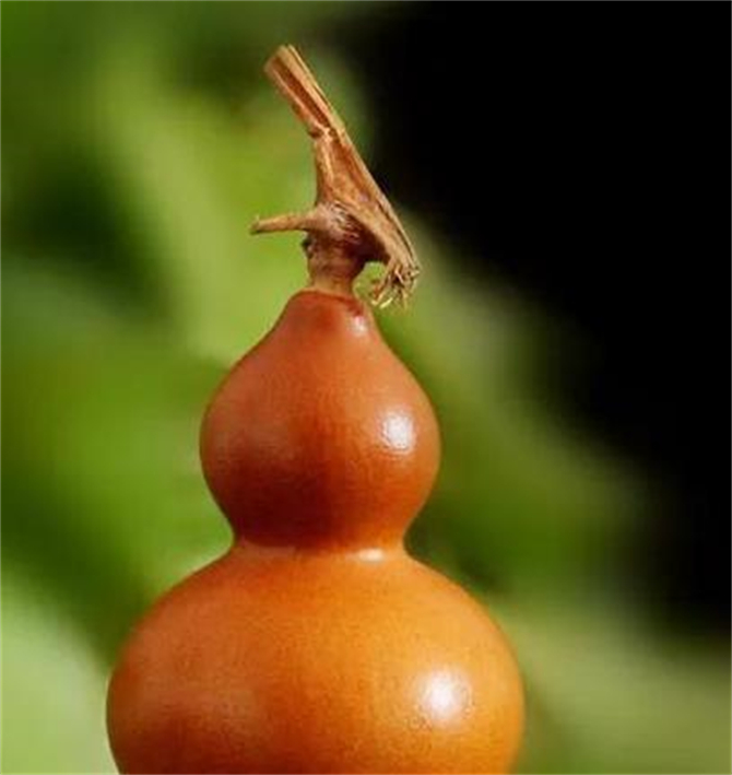 葫芦怎样判断是否成熟?葫芦代表什么含义?看完才知道这么多讲究