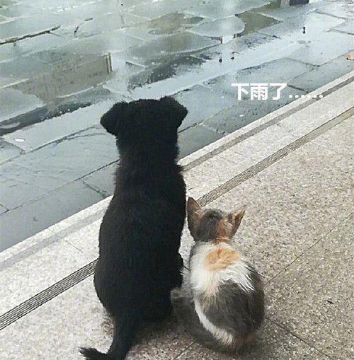 在学校险些被淋成落汤鸡,低头一看脸色变了,这回是真的酸了