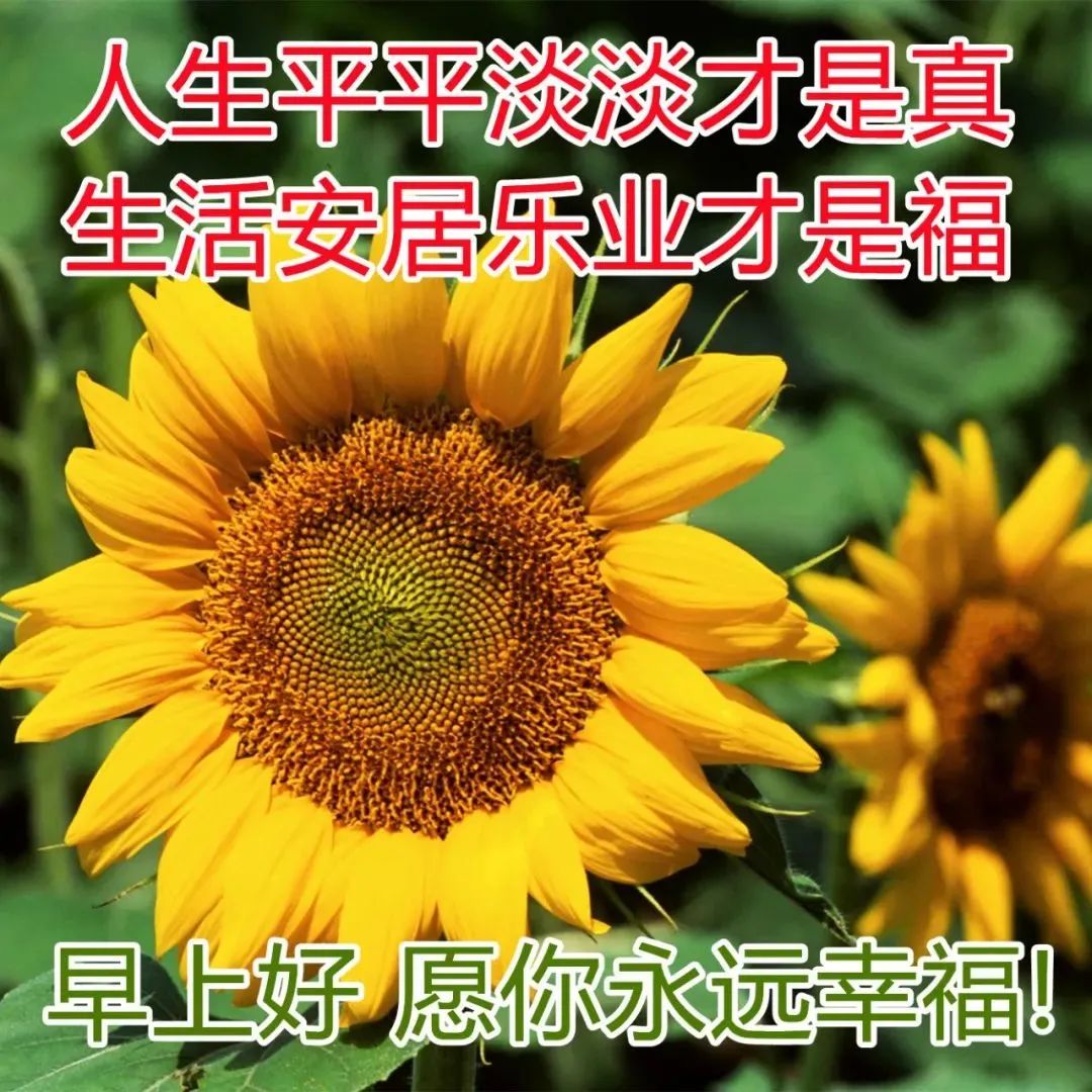 特漂亮鮮花問候祝福語圖片帶字,新的一天暖心的早上好祝福