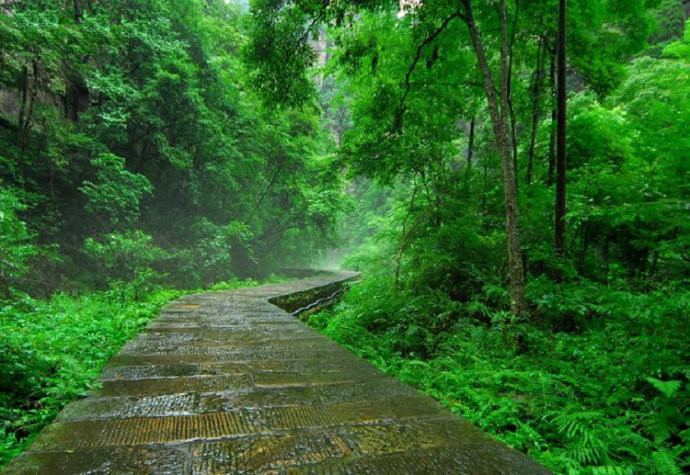 雨中的森林是什么样的?