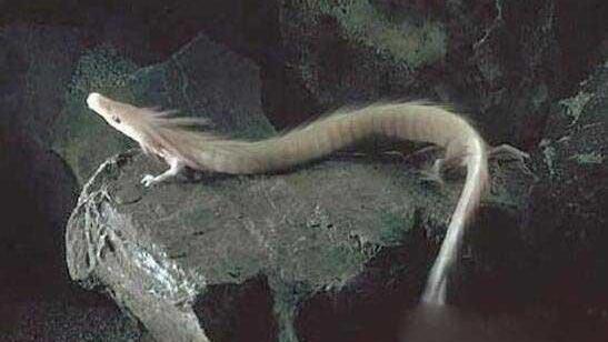 龙有两根 baijiahao.baidu.com