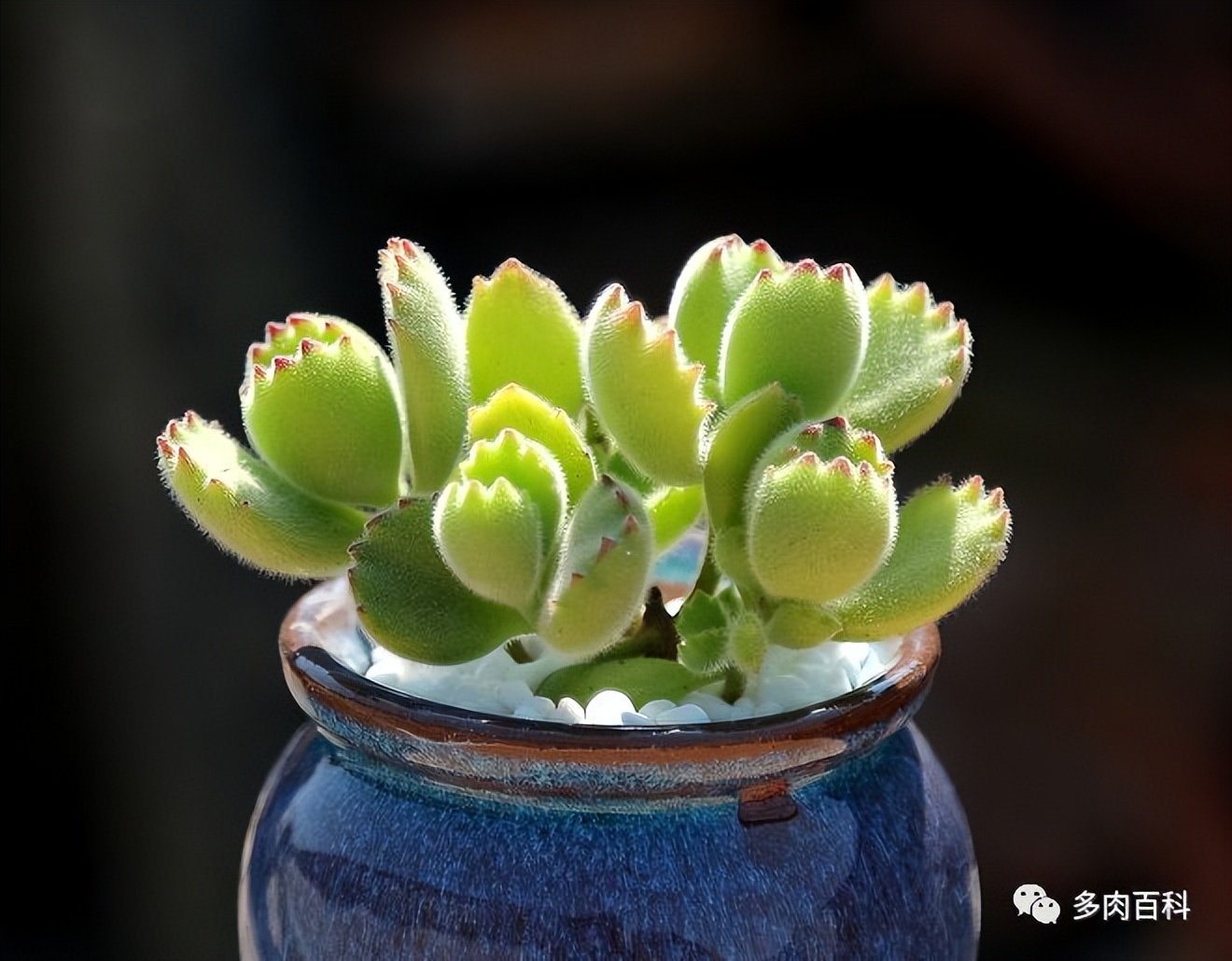 盘点20种不容易度夏的夏必死多肉植物