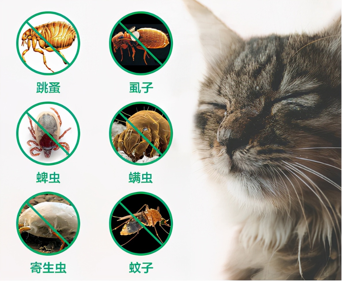宠物猫身上有跳蚤怎么办