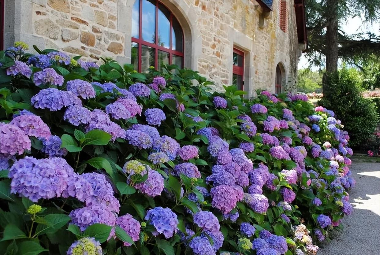 如何养护绣球花?注意以下几点,养出合格绣球花