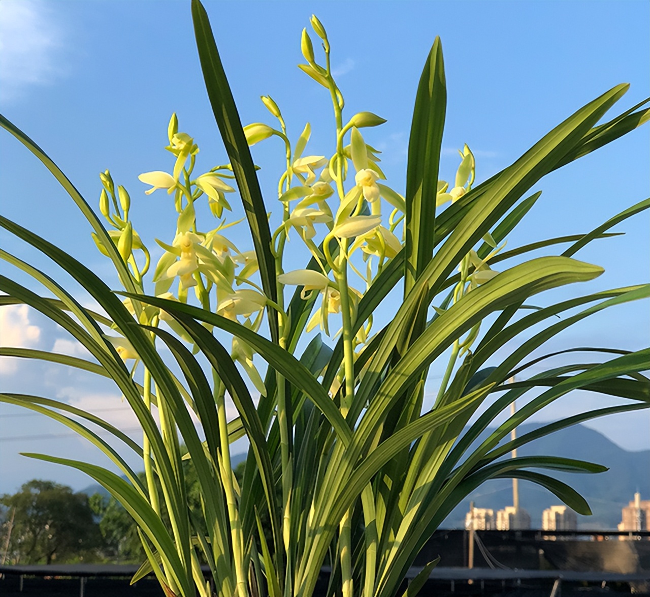 大凤素兰花香不香图片