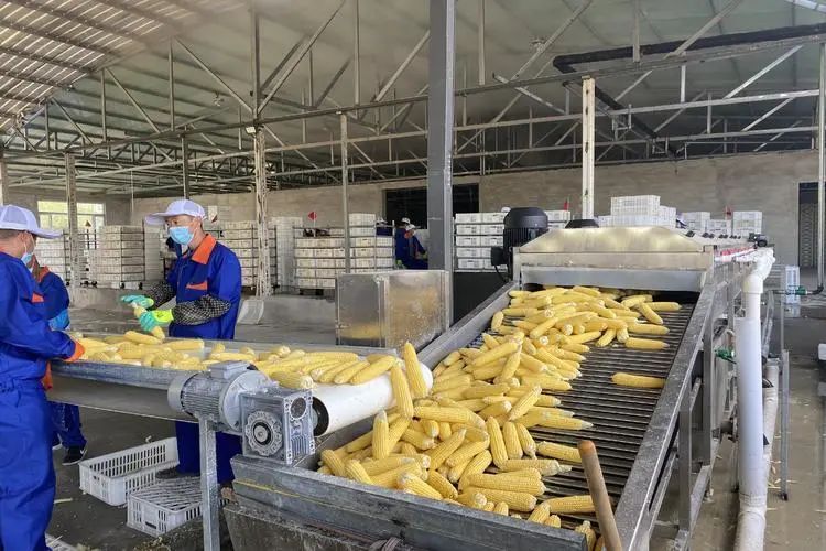 舌尖上的鲜食玉米 "领鲜"农村经济新发展