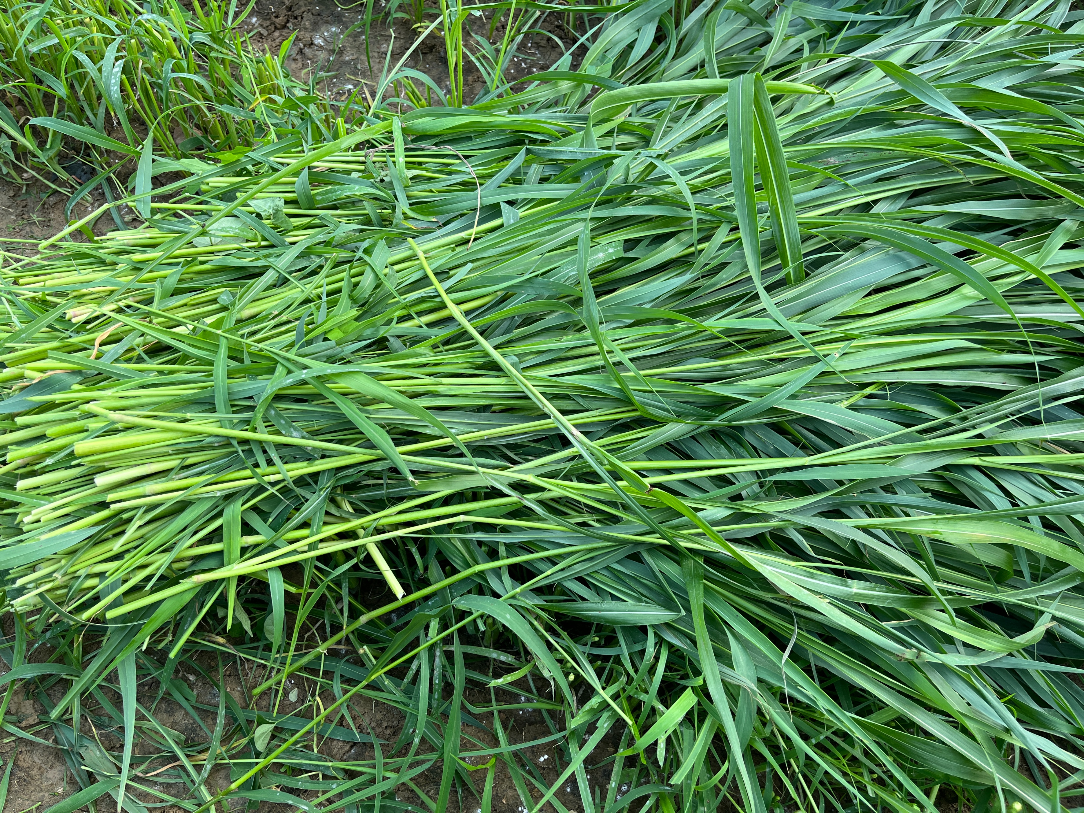 种植苏丹草,需要注意哪些问题?本以为产量不高,没想到割这么多