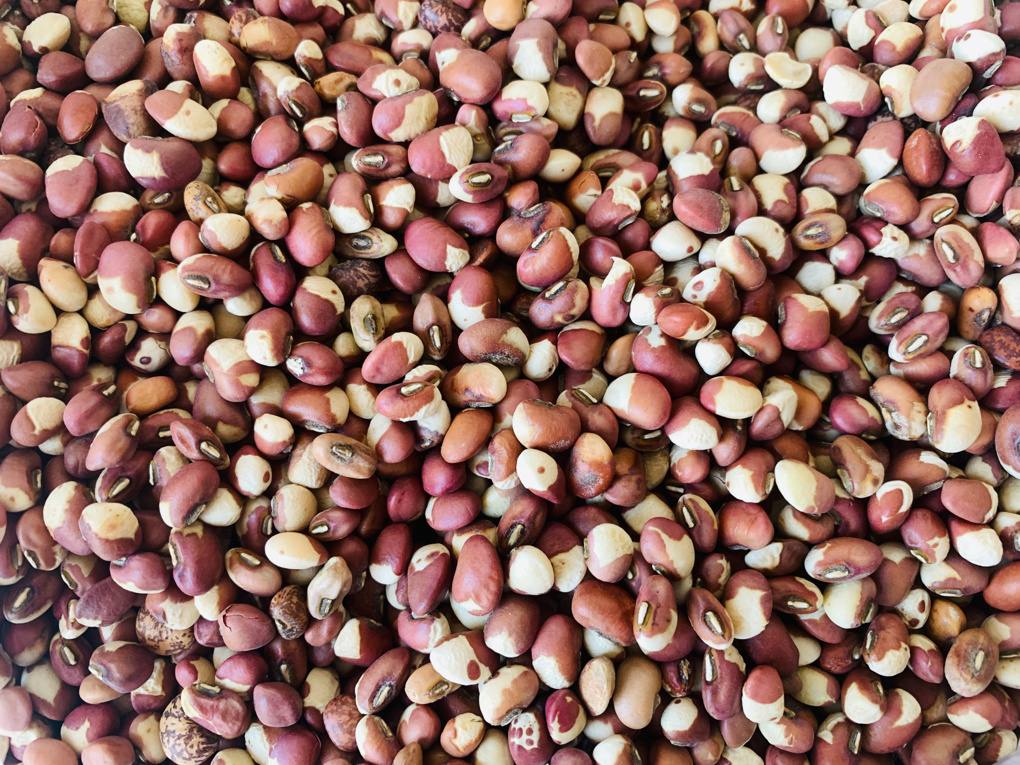 它叫肾豆,"皇帝豆",才是做红豆沙的首选,皮薄,味香,更粉糯