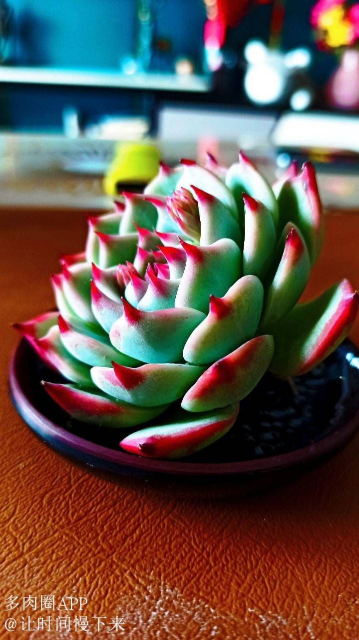 吉娃娃本名吉娃莲,又称"杨贵妃",它是景天科极具观赏性的一款经典大普