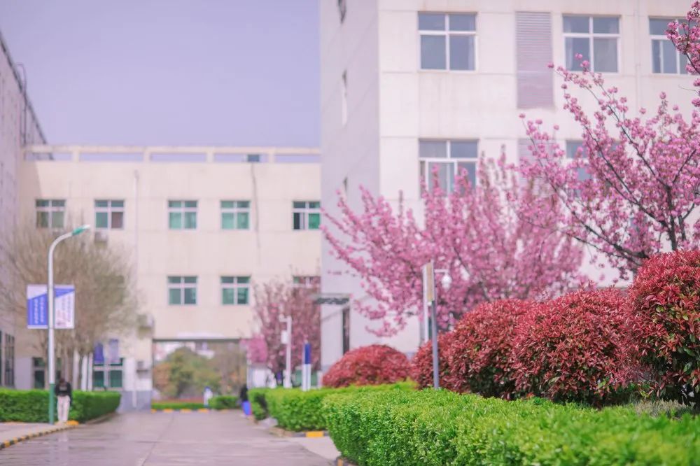 遇见西安海棠职业学院樱花绽放的浪漫