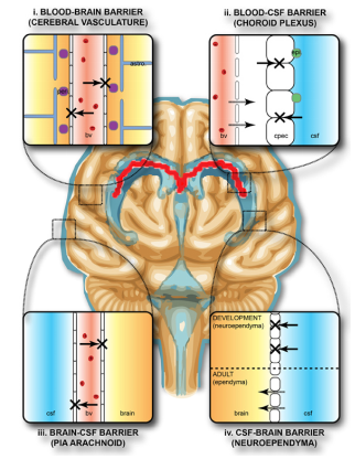 大脑血脑屏障图片图片