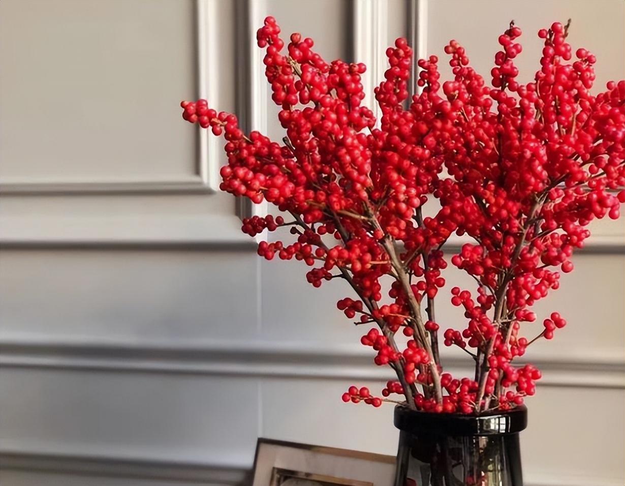 北美冬青:红豆生"西国",冬季挂满枝,寓意好,红红火火真喜庆
