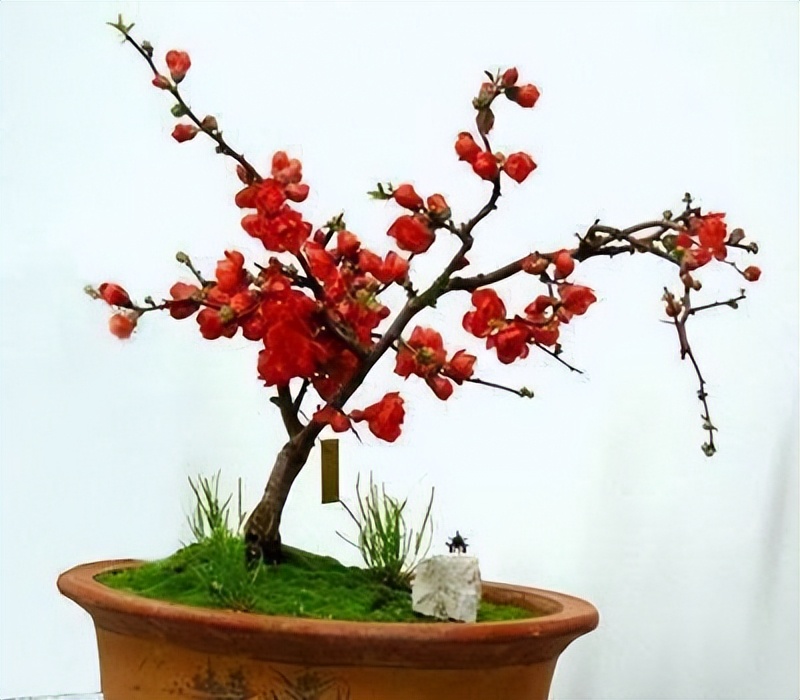 客厅养花,栽上一盆海棠新品种"红宝石",惹人心醉