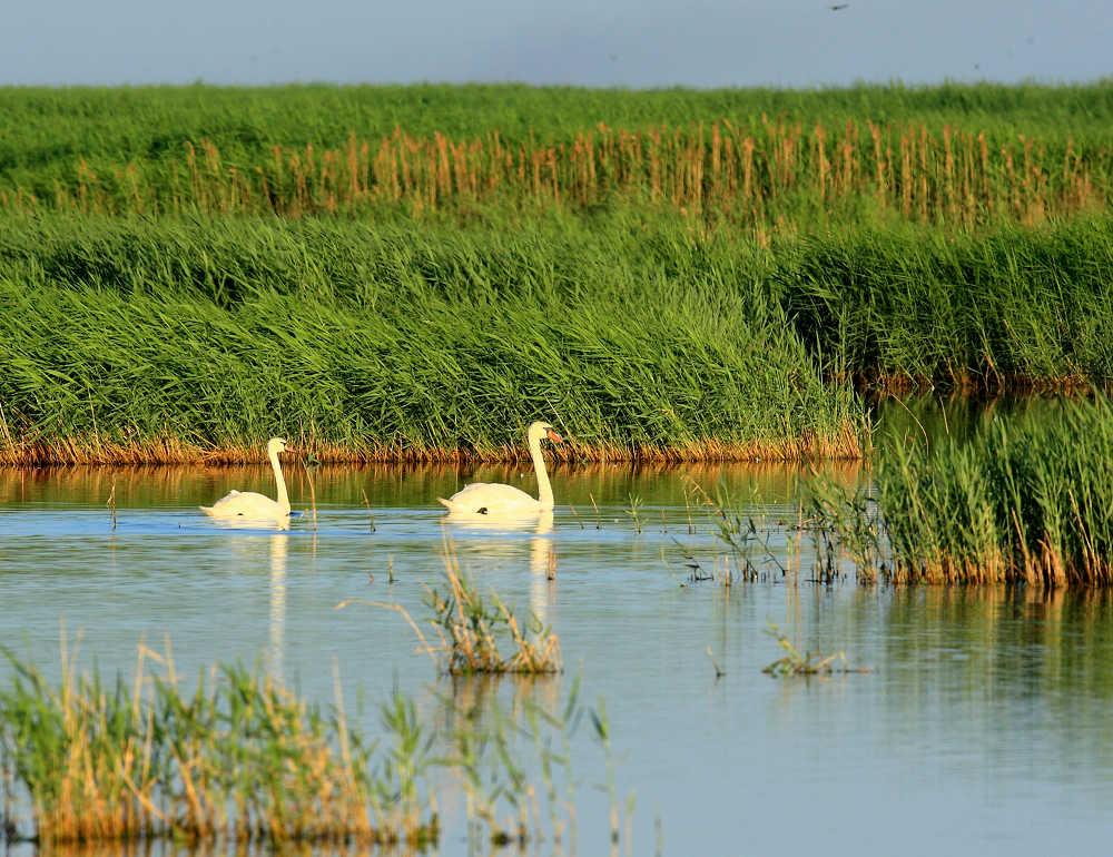 有"塞外都江堰"美誉的湖泊,是黄河改道形成的河迹湖