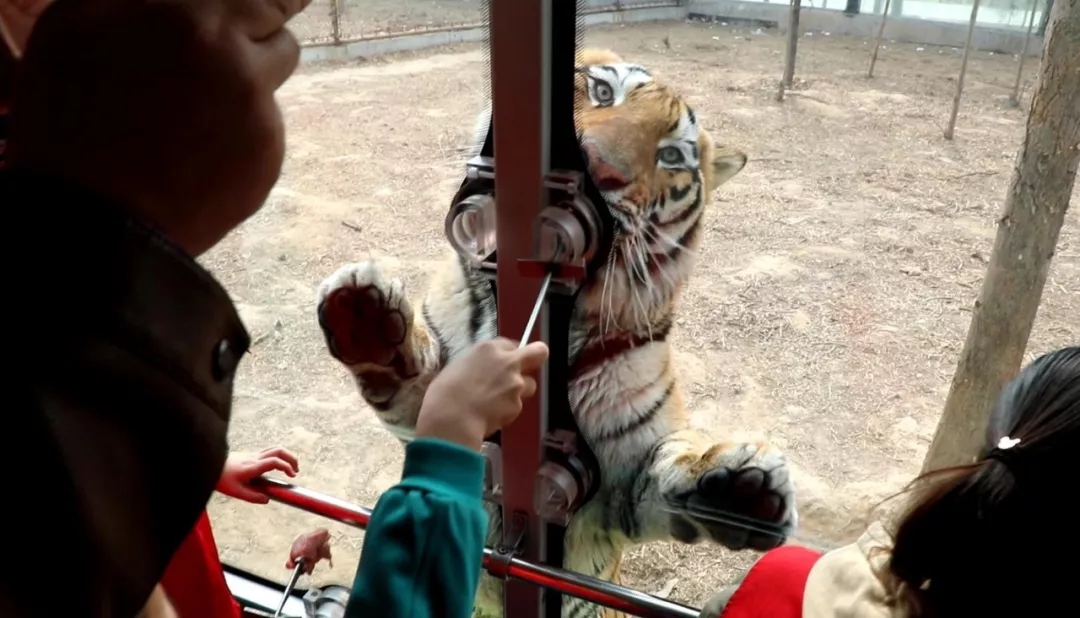 祝賀濮陽野生動物園成為首家上線鴻蒙生態的動物主題公園