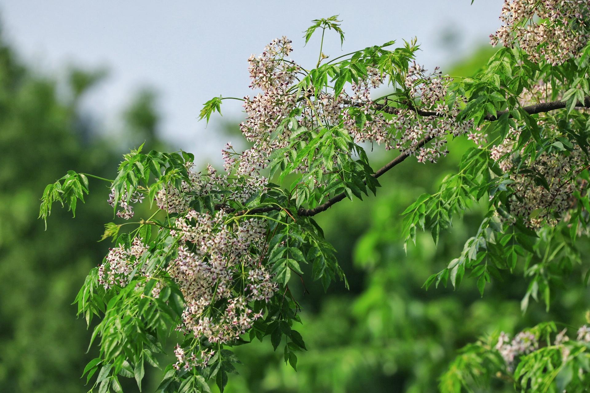 苦楝花开:初夏,难忘那一抹淡紫的苦香