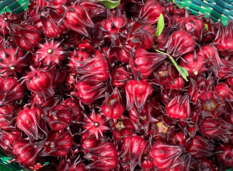 红桃k,又称洛神花,玫瑰茄,有3大效用,农民务必了解!