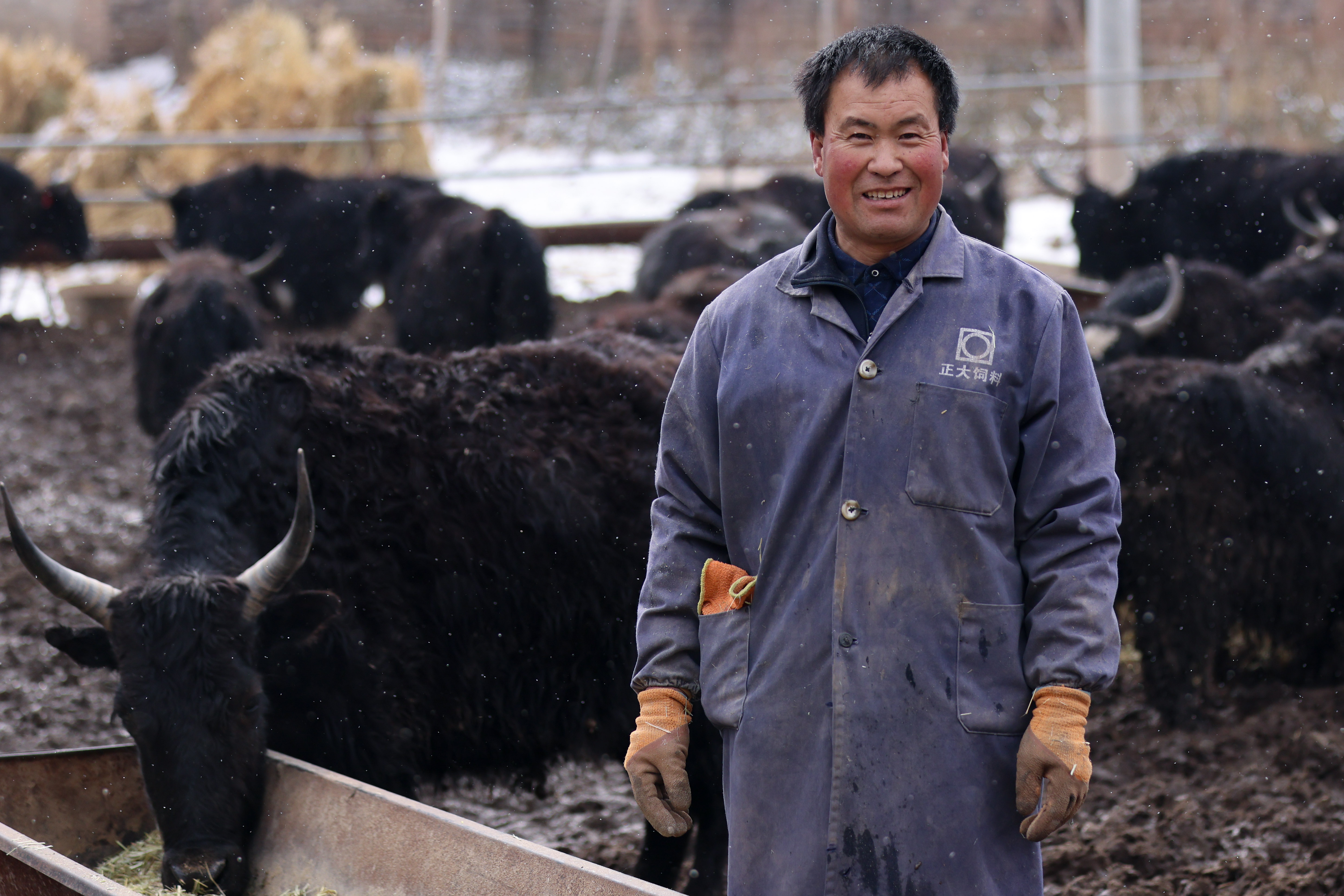 杨德庆牛年里的"牛心愿"(4)