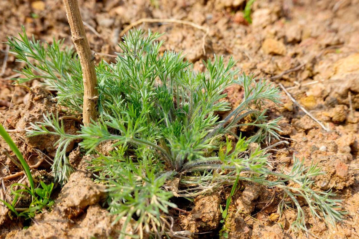 肝炎的克星,湿热的克星,转氨酶见了它就跑,它是