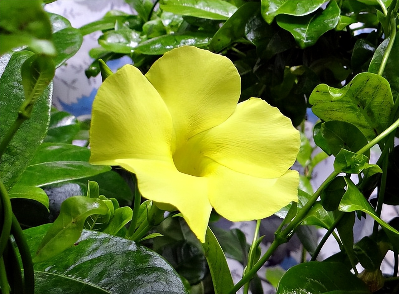 種在公園裡的曼陀羅,蔓陀蘿花的香氣很特別.它