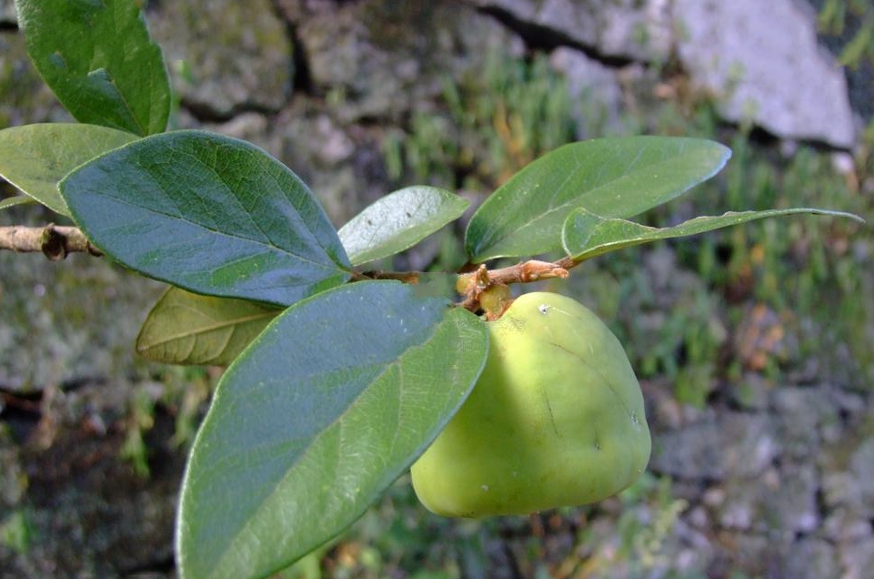夏天到了,介绍4种制作凉粉的植物,你熟悉哪些?现在了解也不迟