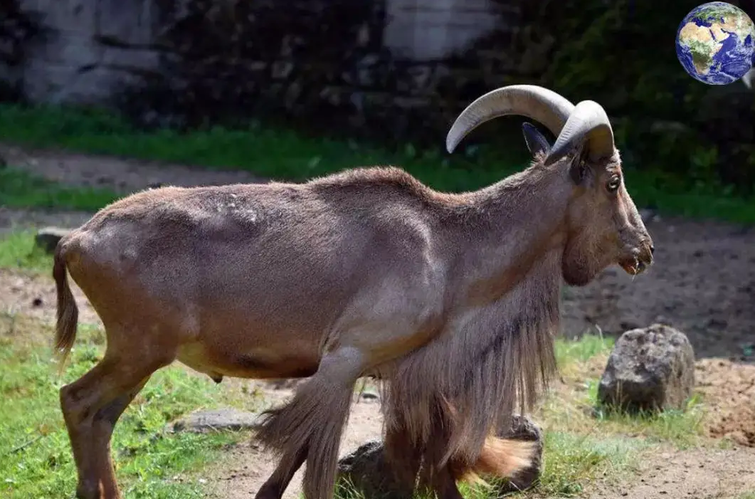 世界名羊- 中国台湾长鬃山羊