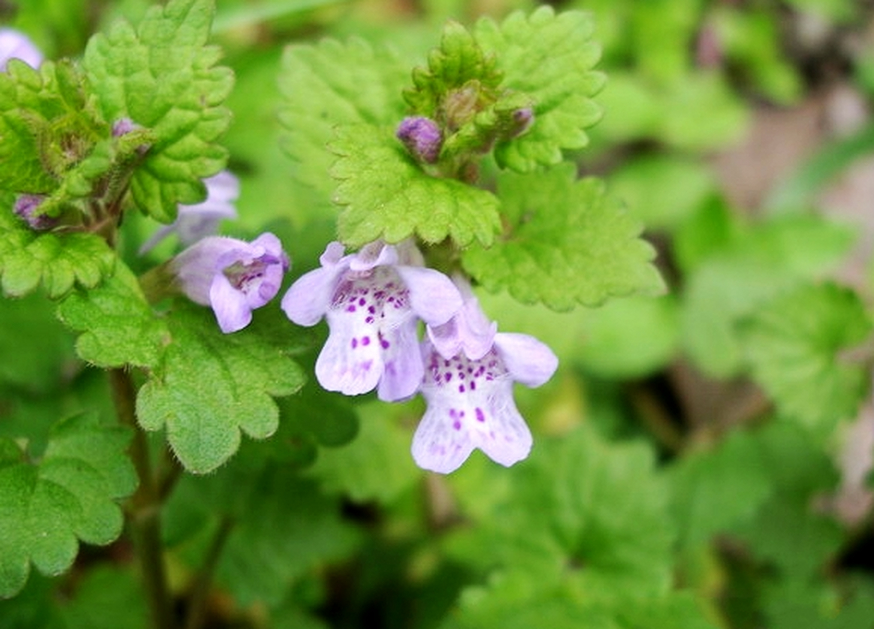农村墙脚下常见的活血丹,看起来不起眼,却有很好的药用植物  农村地区