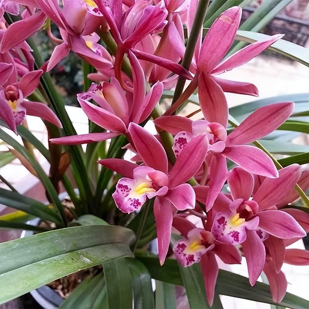 喜欢兰花试试这款紫霞仙女,价格便宜好养护,开花量大有格调