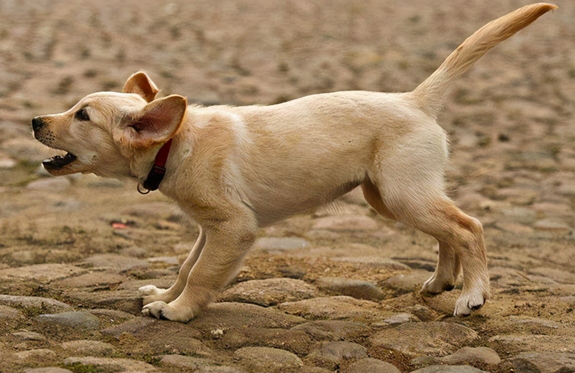 "恶犬"想咬人的6个预兆,若是看到了,要快点躲开!