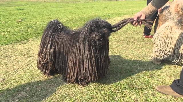 波利犬:长得超像拖把的稀有狗狗,洗一次澡就要将近半天