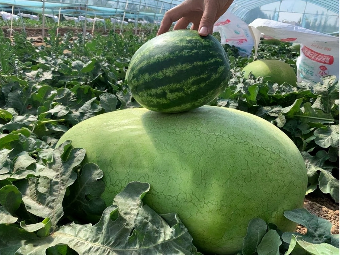 内蒙175斤"西瓜王",卖出15.8万高价,专家:国内还有更大的瓜