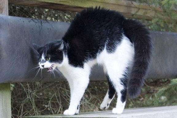 猫"拱背"的原因,原来里面含义这么多!