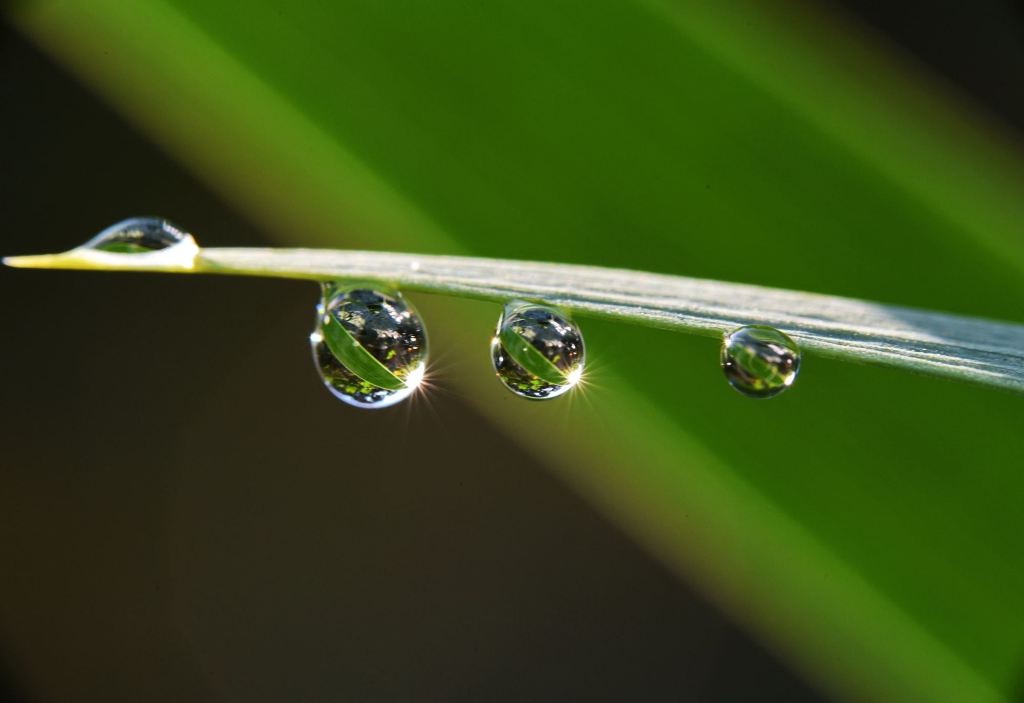 晶莹剔透 露珠 水晶图片