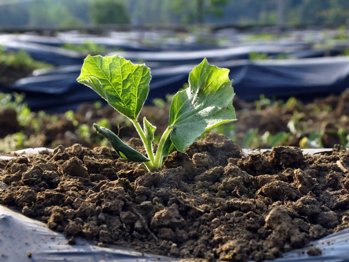掌握葫芦种子发芽需要的条件,播种前的准备工作是前提