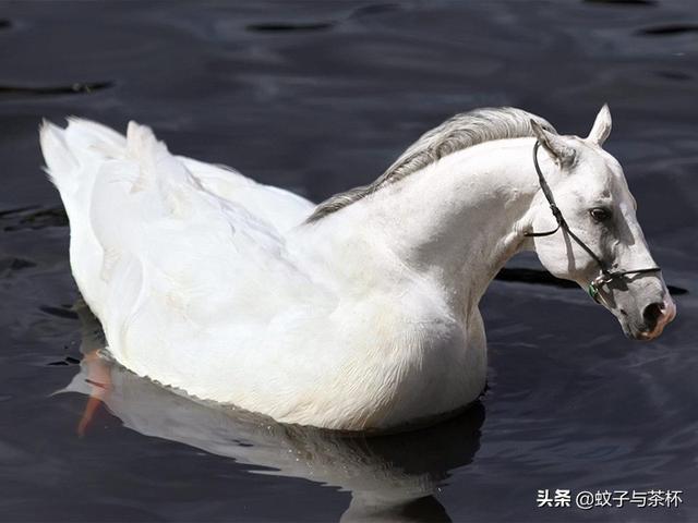 妈呀!我看到一只"马鸭"